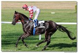 8. dostihy - 28. Zlat bik 