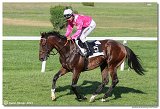 8. dostihy - 28. Zlat bik 