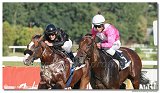 8. dostihy - 28. Zlat bik 