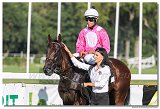 8. dostihy - 28. Zlat bik 