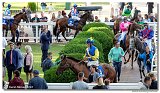 8. dostihy - 30. Slovensk Oaks 