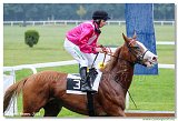 4. dostihy - Vek cena BBAG Baden-Baden 