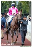 6. dostihy - 29. Slovensk St. Leger  