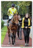 7. dostihy - Cena Atacka 