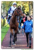 6. dostihy -37. Karpatsk cena RABBIT Trhov tpnov, a.s. 