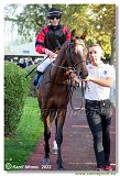 6. dostihy -37. Karpatsk cena RABBIT Trhov tpnov, a.s. 