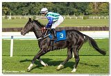 6. dostihy -37. Karpatsk cena RABBIT Trhov tpnov, a.s. 