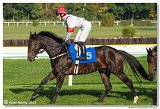 6. dostihy -37. Karpatsk cena RABBIT Trhov tpnov, a.s. 