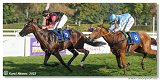 6. dostihy -37. Karpatsk cena RABBIT Trhov tpnov, a.s. 