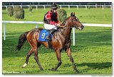 6. dostihy -37. Karpatsk cena RABBIT Trhov tpnov, a.s. 