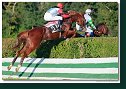 Veľká starohájska steeplechase