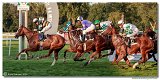 dostih . 9 - 28. Slovensk Oaks spolonosti MPL 