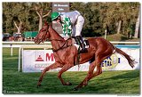 dostih . 9 - 28. Slovensk Oaks spolonosti MPL 