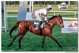 dostih . 9 - 28. Slovensk Oaks spolonosti MPL 