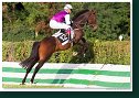 Veľká starohájska steeplechase