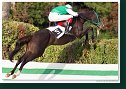 Veľká starohájska steeplechase