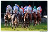 dostih . 8 -27. Slovensk derby 