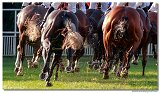 dostih . 8 -27. Slovensk derby 
