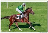 dostih . 5 - 25. Cena Whisky spolonosti ARQANA 