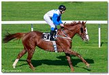 dostih . 5 - 25. Cena Whisky spolonosti ARQANA 