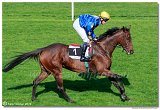 dostih . 5 - 25. Cena Whisky spolonosti ARQANA 