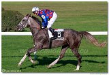 dostih . 7 - 27. Slovensk St. Leger 
