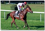 dostih . 7 - 27. Slovensk St. Leger 