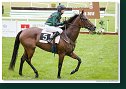 Cena Racing Post Yearling Bonus