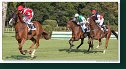 Veľká starohájska steeplechase
