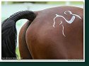 pony