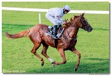 24. Slovensk Oaks 