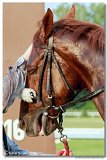 St. Leger CHARVT 