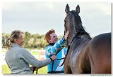 Vek starohjska steeplechase HAM 