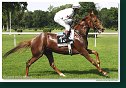 IRISH MIRACLE - Krowicki Piotr