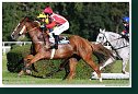 Veľká starohájska steeplechase