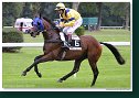 KING OF GRACIE - Paul Eddery