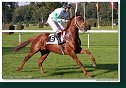 FALCOHILL - Gary Hind