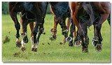 Slovensk Oaks DELUVIS 