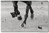 Slovensk Oaks DELUVIS 