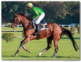 Vek starohjska steeplechase 