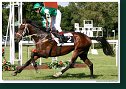 Derby-Trial 