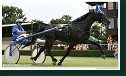 Cena Trotting Slovakia