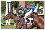 Oaks 