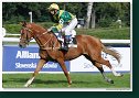 Cena Nutri Horse H 50 Plus