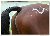 pony 