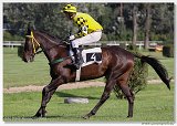 Vek starohjska steeplechase 