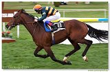 Hendikep QUITE REGALA - YPSILLON KING - Drozda Frantiek  
