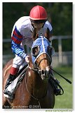 DARLING HORSE - Budovi tefan 