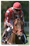 ALAIN - Srnec Martin 