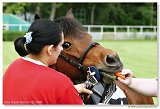 pony 